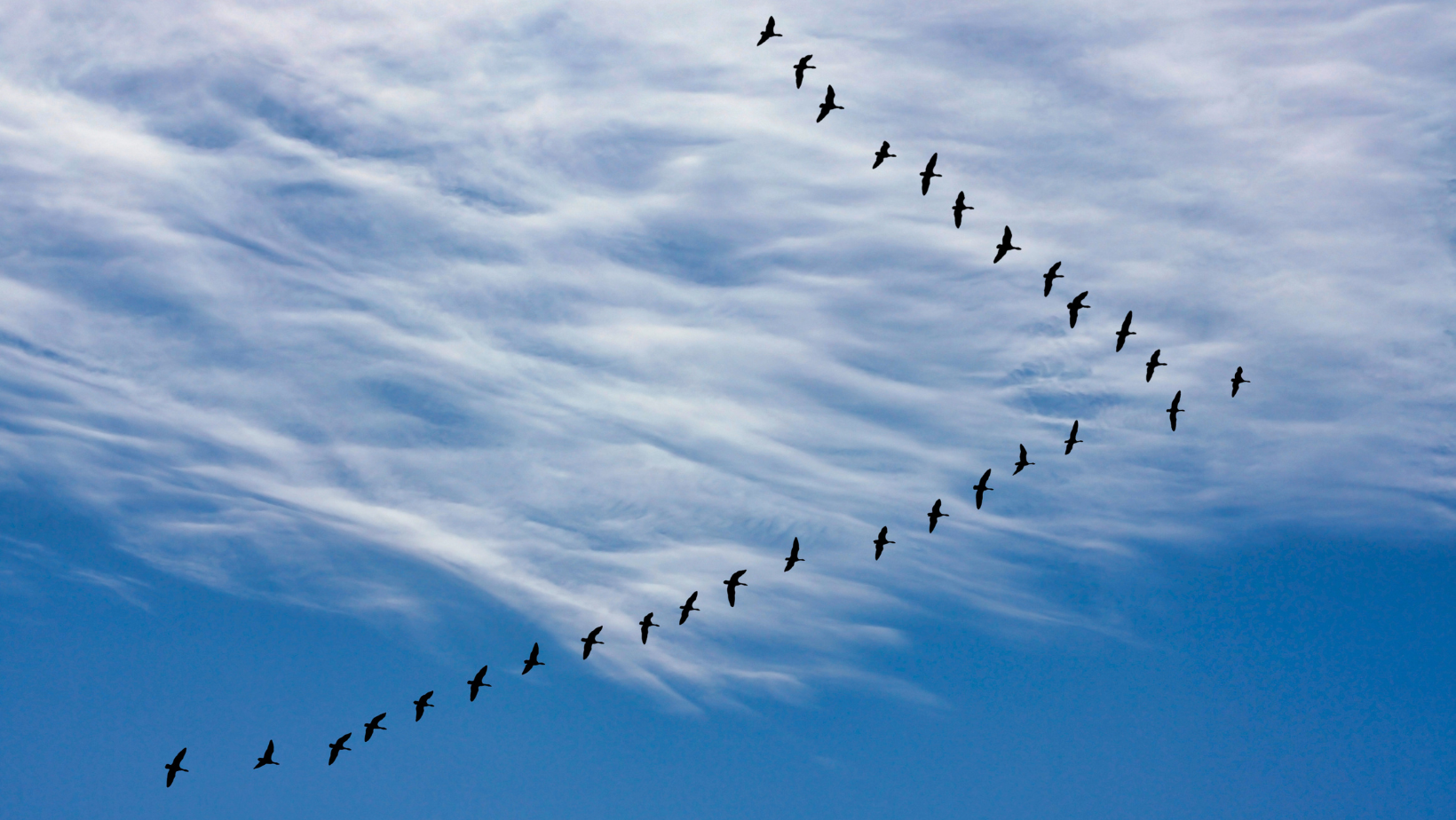 pajaros migrando